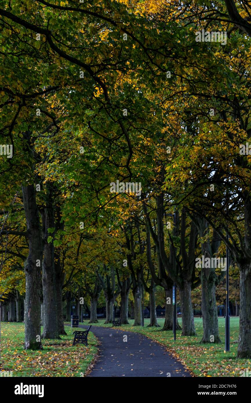 Sentier bordé d'arbres en automne à Victoria Park, Leicester, Angleterre Banque D'Images