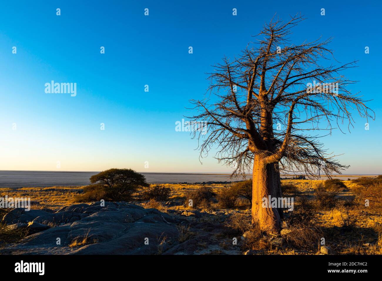 Arbre de baobab isolé dans la lumière du matin Banque D'Images