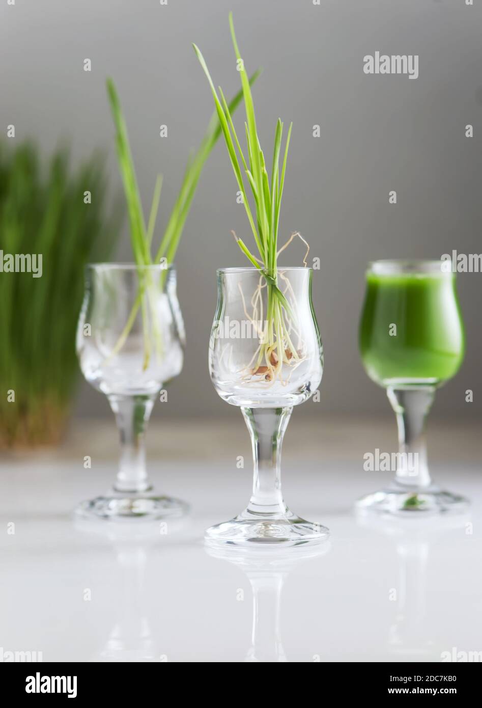 Arrière-plan créatif avec la plante de l'herbe de blé et le jus de l'herbe de blé dans les verres sur le fond gris. Orientation horizontale. Banque D'Images