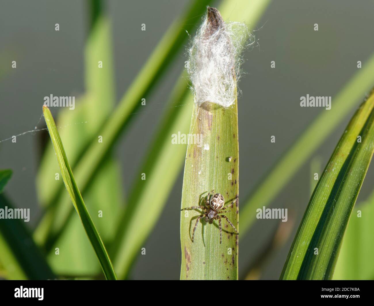 La femelle de l'araignée de sillon / araignée foliaire (Larinioides cornutus) est sortie de sa retraite silken sur une feuille de roseau sur une bordure de rivière, Wiltshire, Royaume-Uni, juillet Banque D'Images