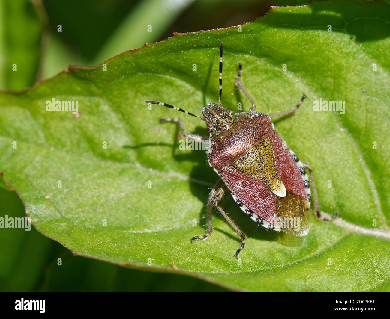 Insecte de protection de la chevelure / insecte de la sloe (Dolycoris baccarum) debout sur une feuille dans les bois, Bath et le nord-est de Somerset, Royaume-Uni, avril. Banque D'Images