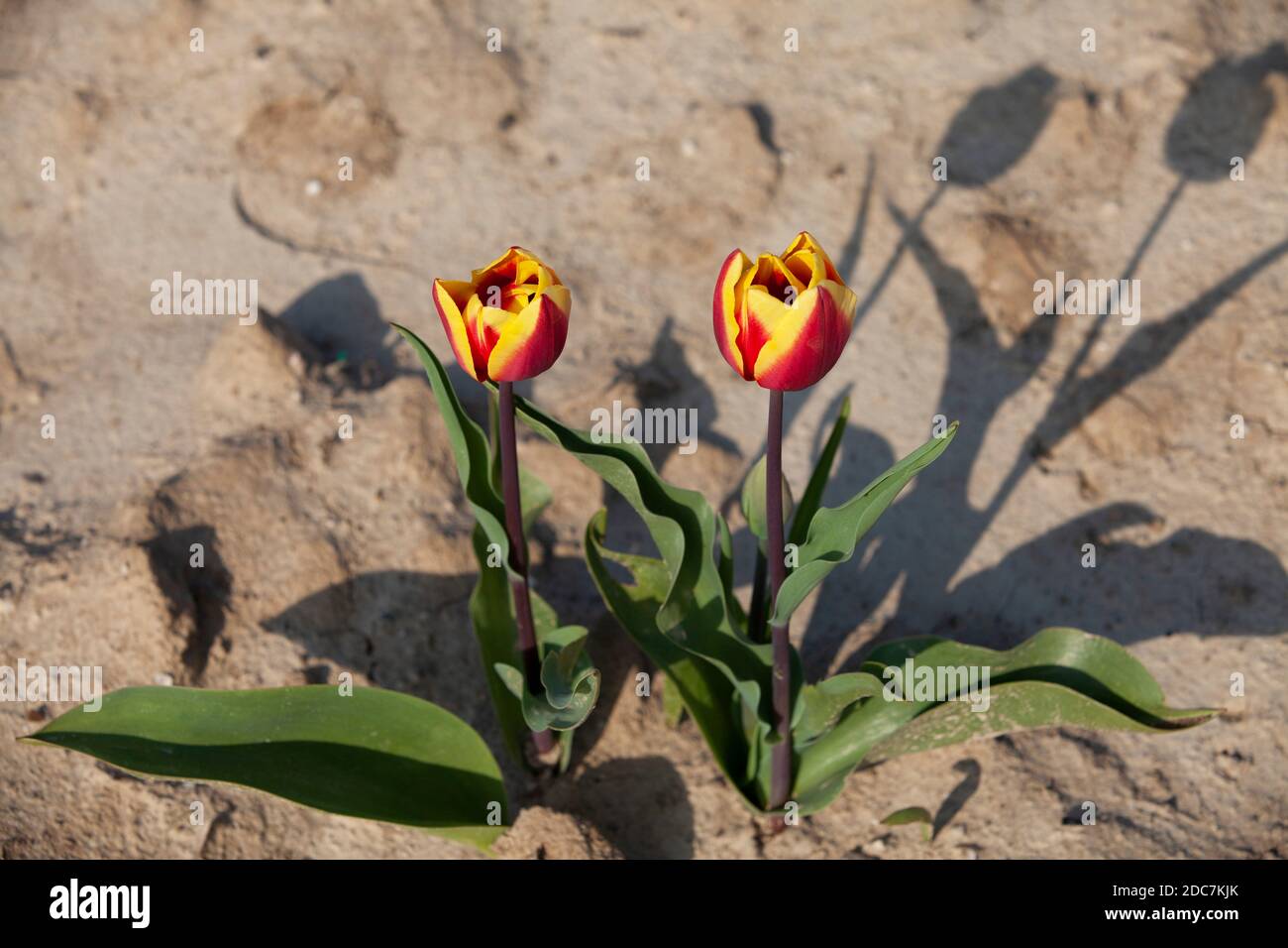 Tulpen dans Nordrhein Westfalen, Allemagne Banque D'Images