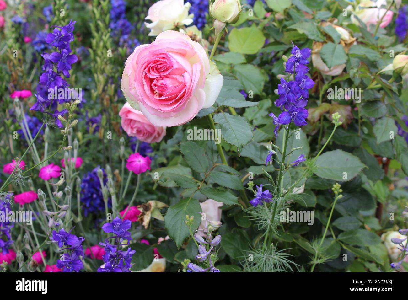 Romantiches Blumenbeet mit Rosen und Salbei in einem privaten Garten in Nordrhein-Westfalen, Allemagne. Banque D'Images