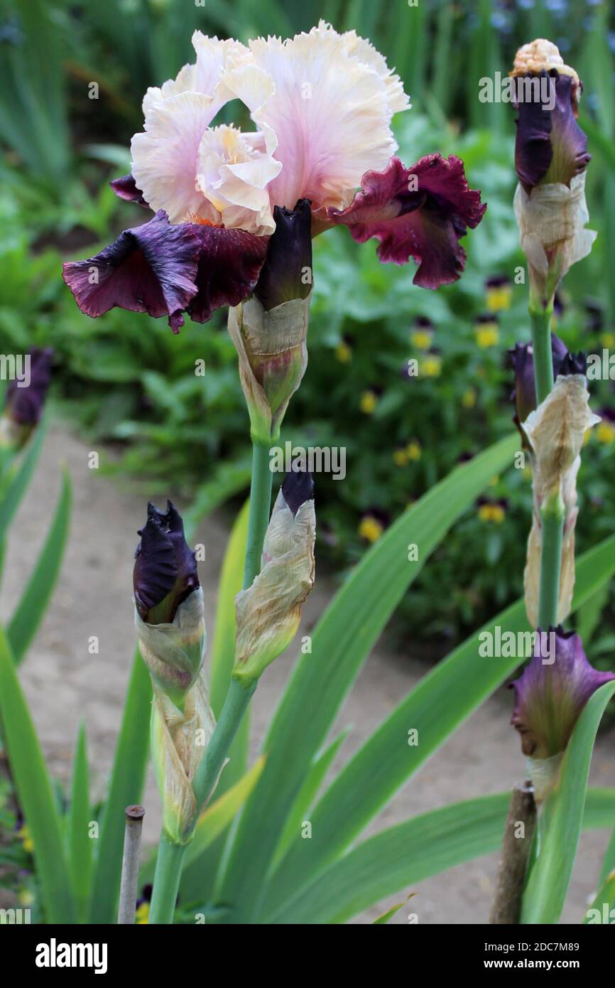 Iris 'tentante' dans einem privaten Garten dans Nordrhein-Westfalen, Allemagne Banque D'Images