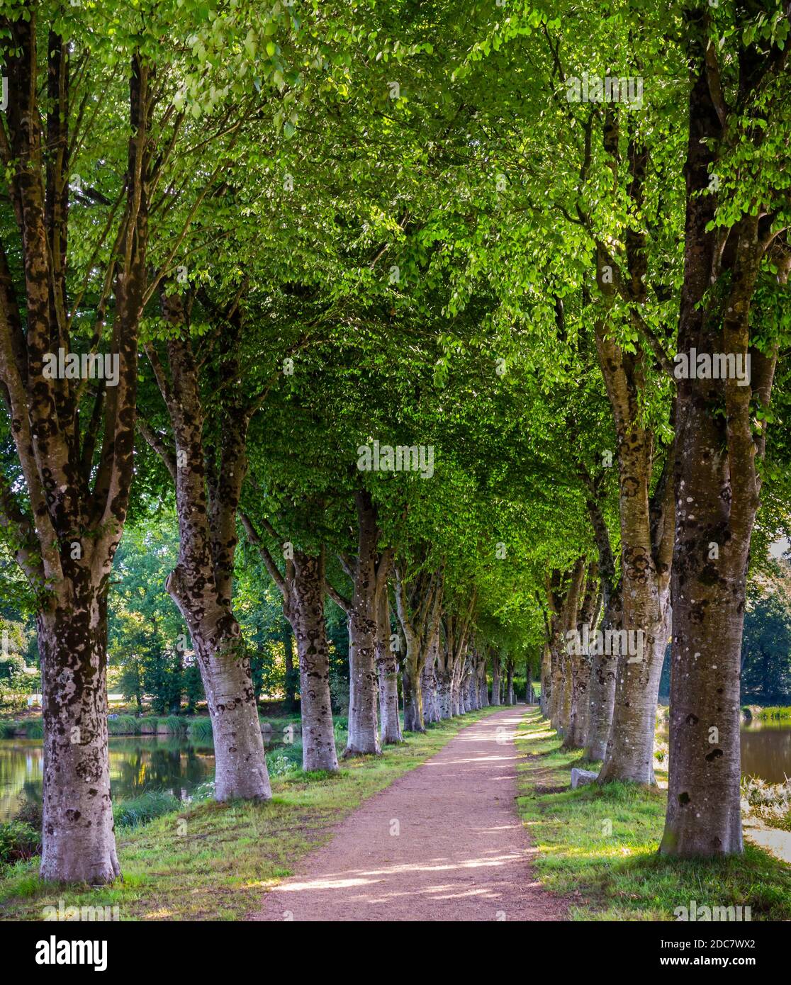 Avenue d'arbres près d'un lac au Haut-Corlay en Bretagne occidentale en France. Banque D'Images