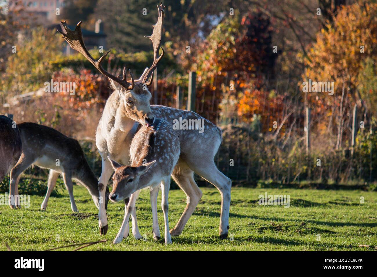 Le cerf de Virginie (Dama dama) courtise un doe pendant la saison de reproduction Banque D'Images