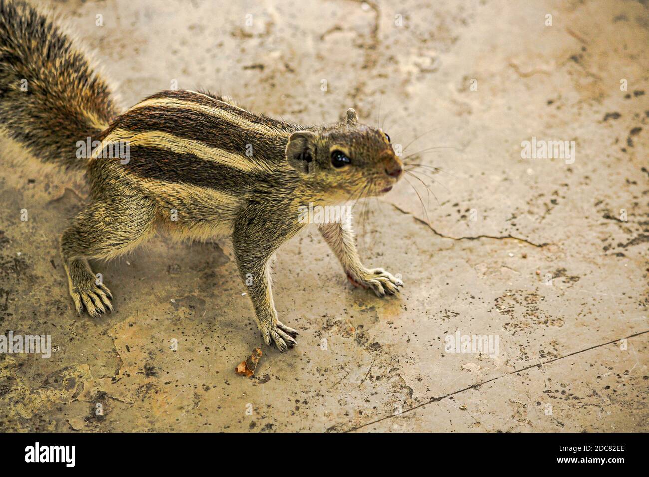 Écureuil ou chipmunks au rajasthan , inde/ faune indienne, animal rongeur mignon Banque D'Images