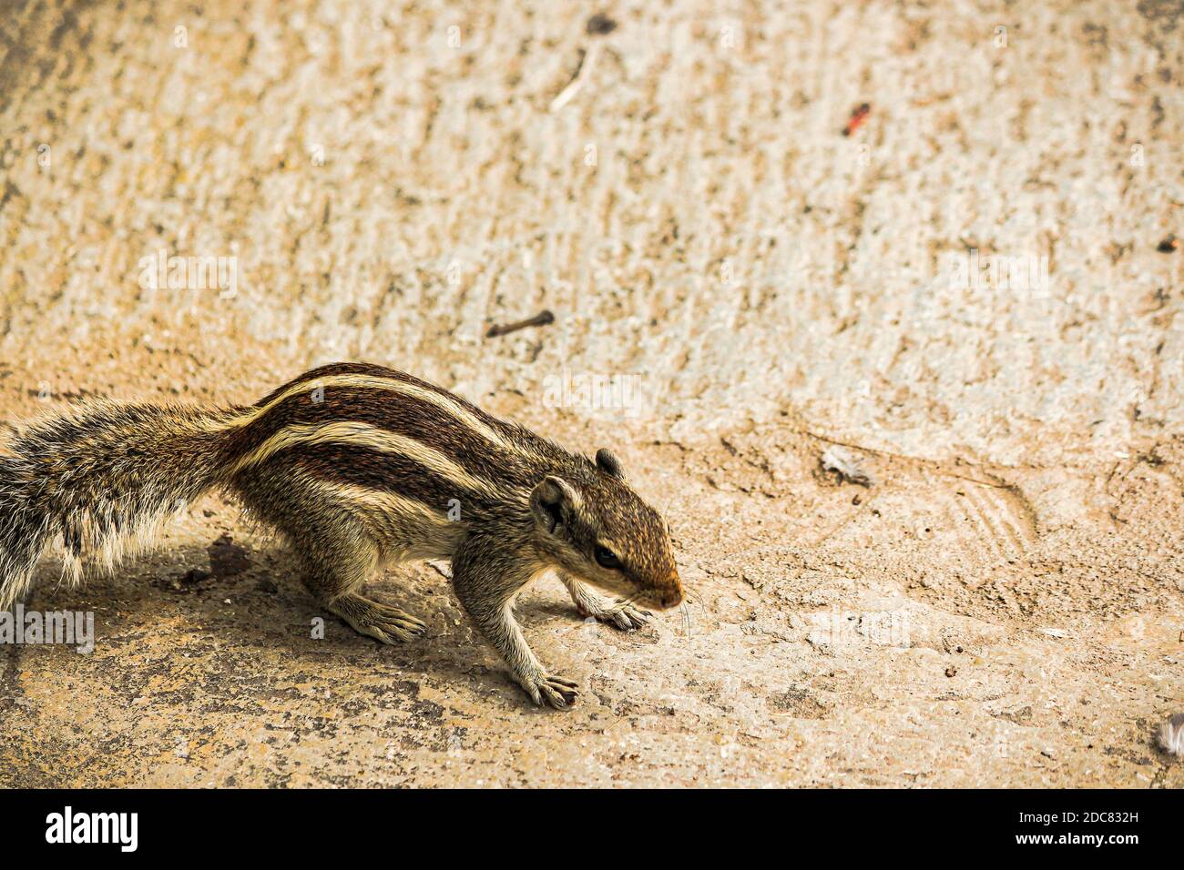 Écureuil ou chipmunks au rajasthan , inde/ faune indienne, animal rongeur mignon Banque D'Images