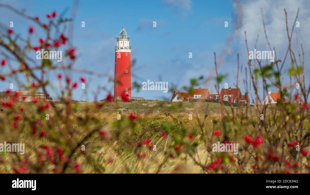 Bassin de roses rouges avec vue panoramique sur le phare à WaddenIsland Texel, Hollande du Nord, pays-Bas Banque D'Images