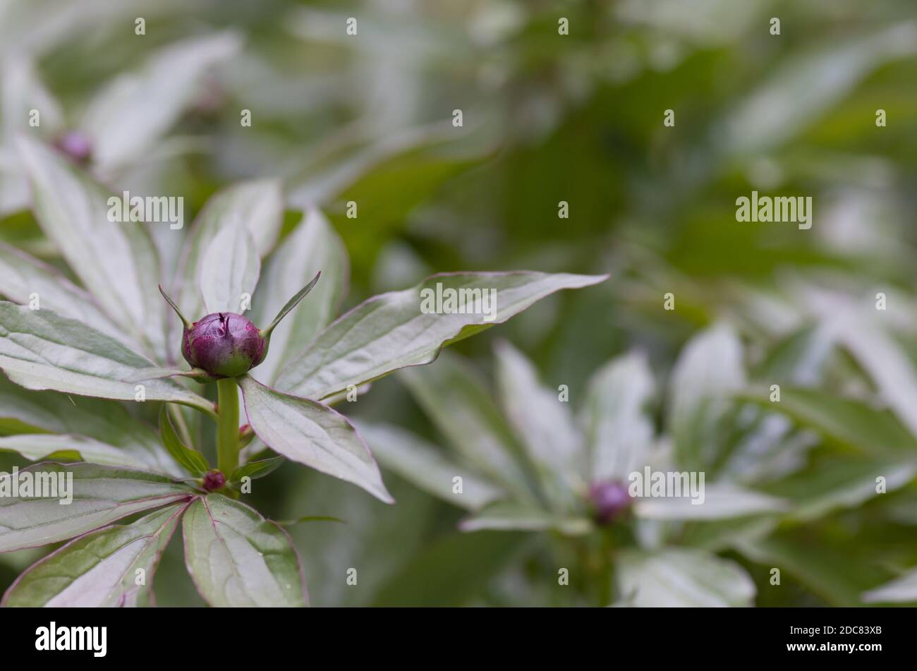 Une mise au point sélective des bourgeons pivoines Banque D'Images