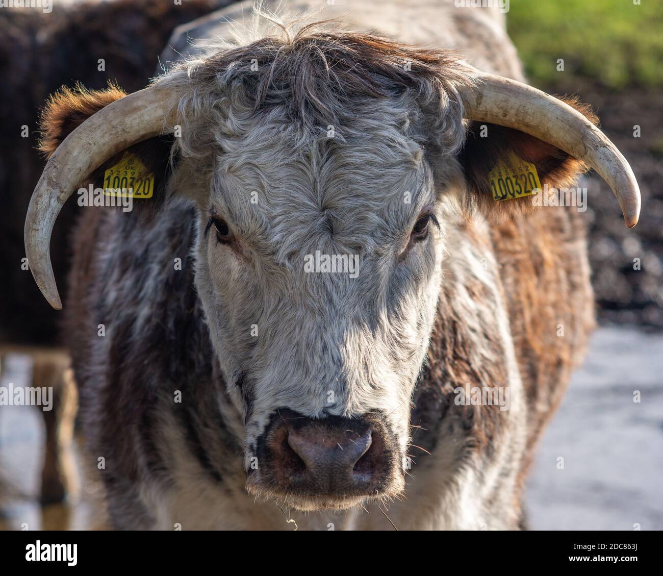 Vache à cornes, gros plan sur le visage Banque D'Images