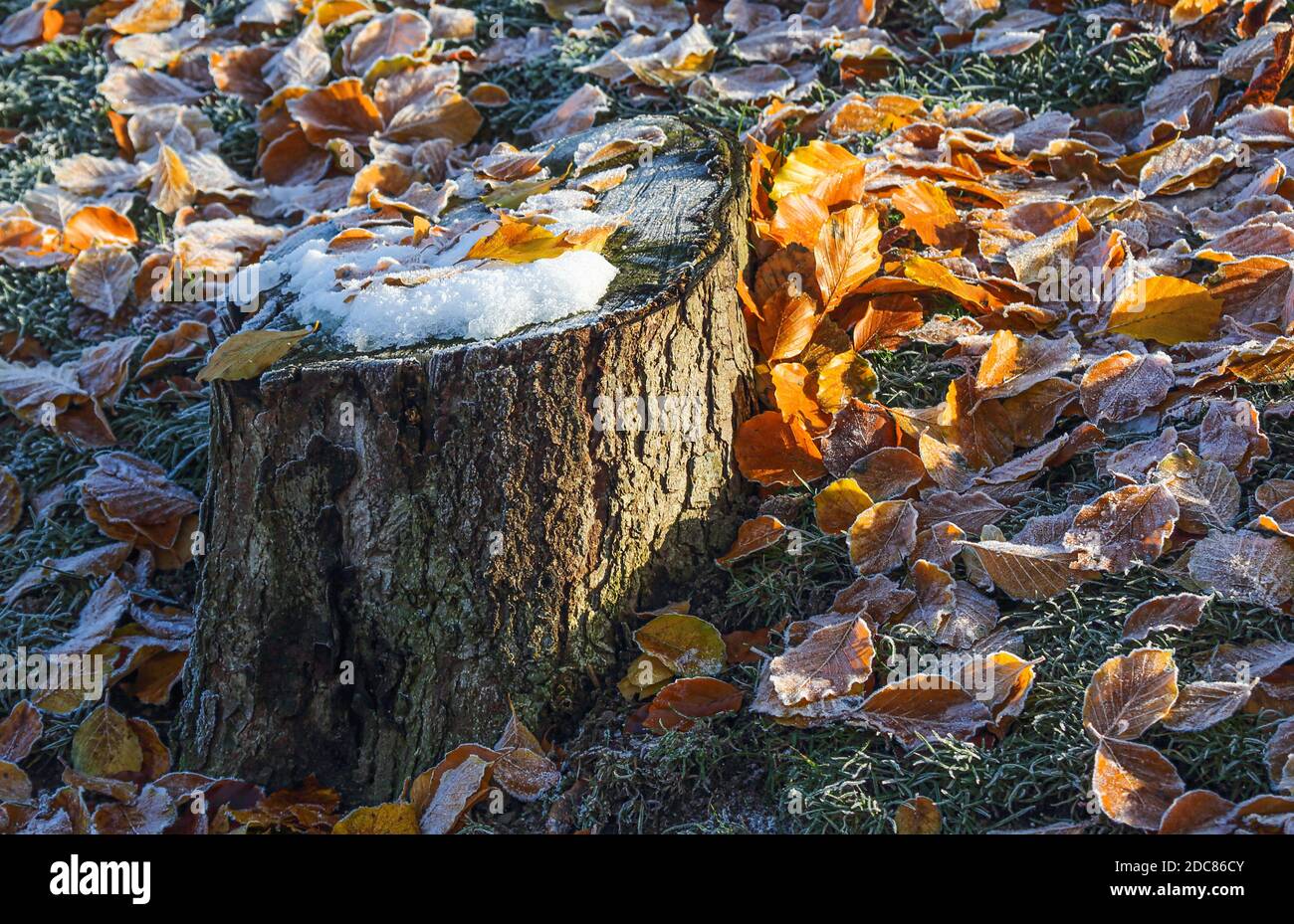 L'arbre est dans la neige. Les couleurs du feuillage se déclinent magnifiquement. Banque D'Images