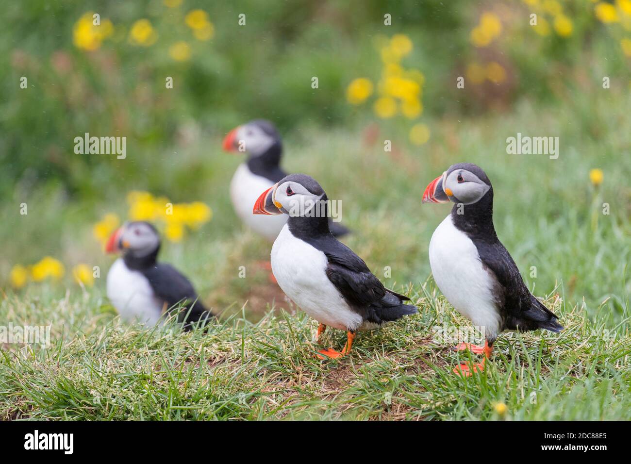 Des macareux de l'Atlantique (Fratercula arctica) au sommet d'une falaise de mer dans une colonie d'oiseaux de mer en été, Islande Banque D'Images