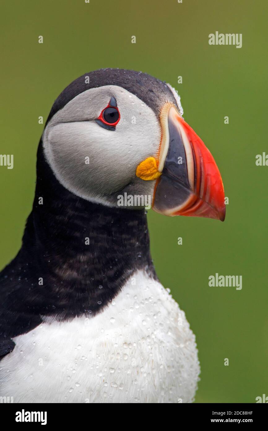 Macareux de l'Atlantique (Fratercula arctica) montrant le bec coloré pendant la saison de reproduction en été Banque D'Images