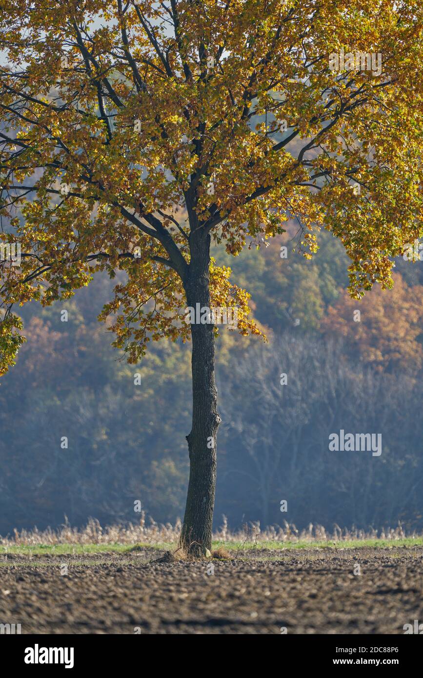 Luxueux automne couleurs et humeur Basse Silésie Pologne Banque D'Images