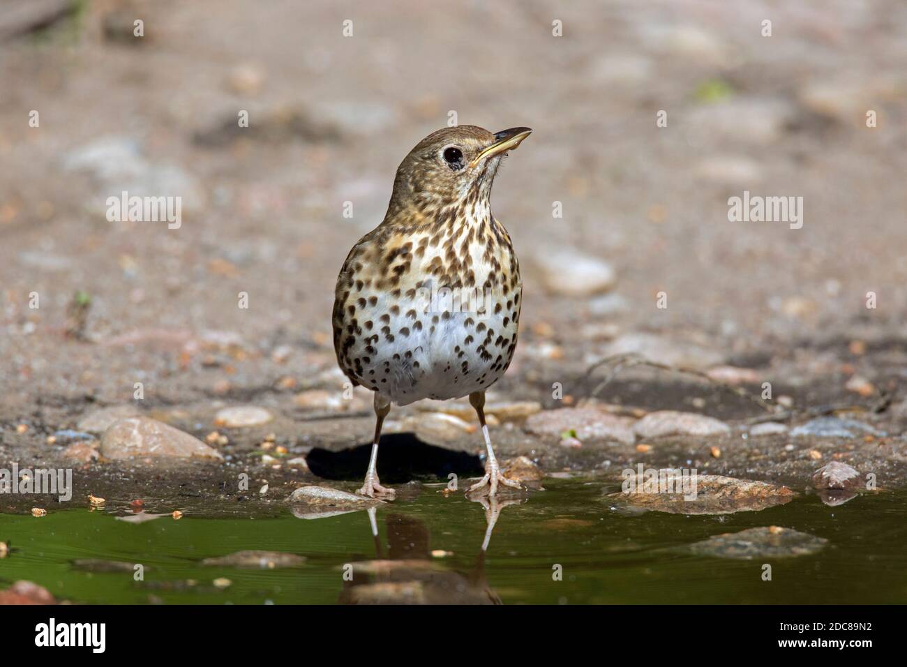 SONG Thrush (Turdus philomelos) eau potable de flaque en été Banque D'Images