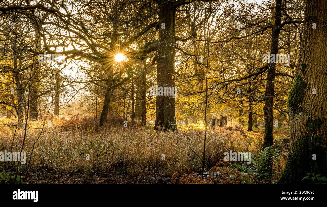 les arbres nus dans la longue herbe avec le soleil brillant Dans les succursales le jour de l'automne à Dunham Massey Banque D'Images