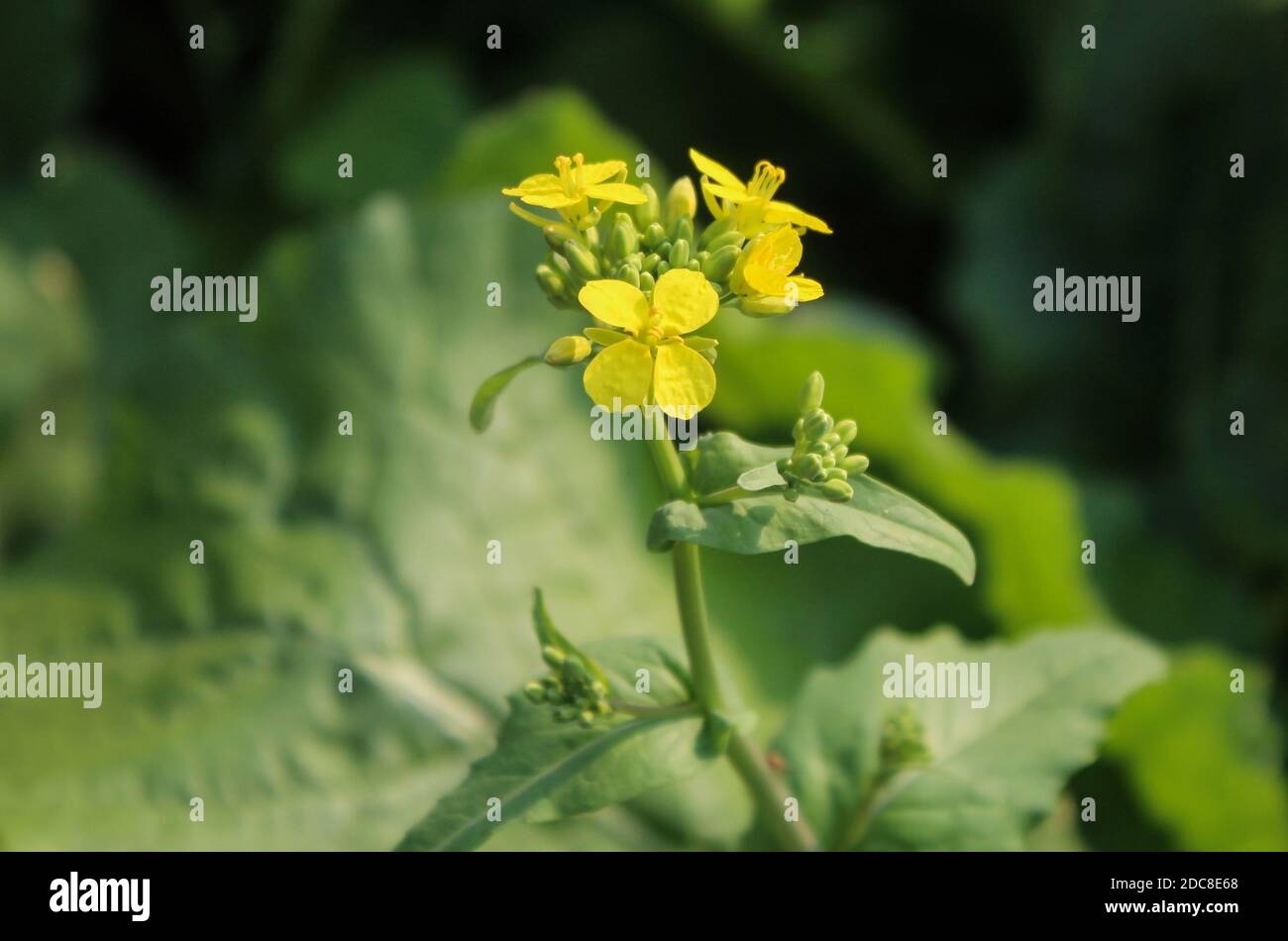 Fleur de moutarde (Brassica) en gros plan dans un champ de moutarde Banque D'Images