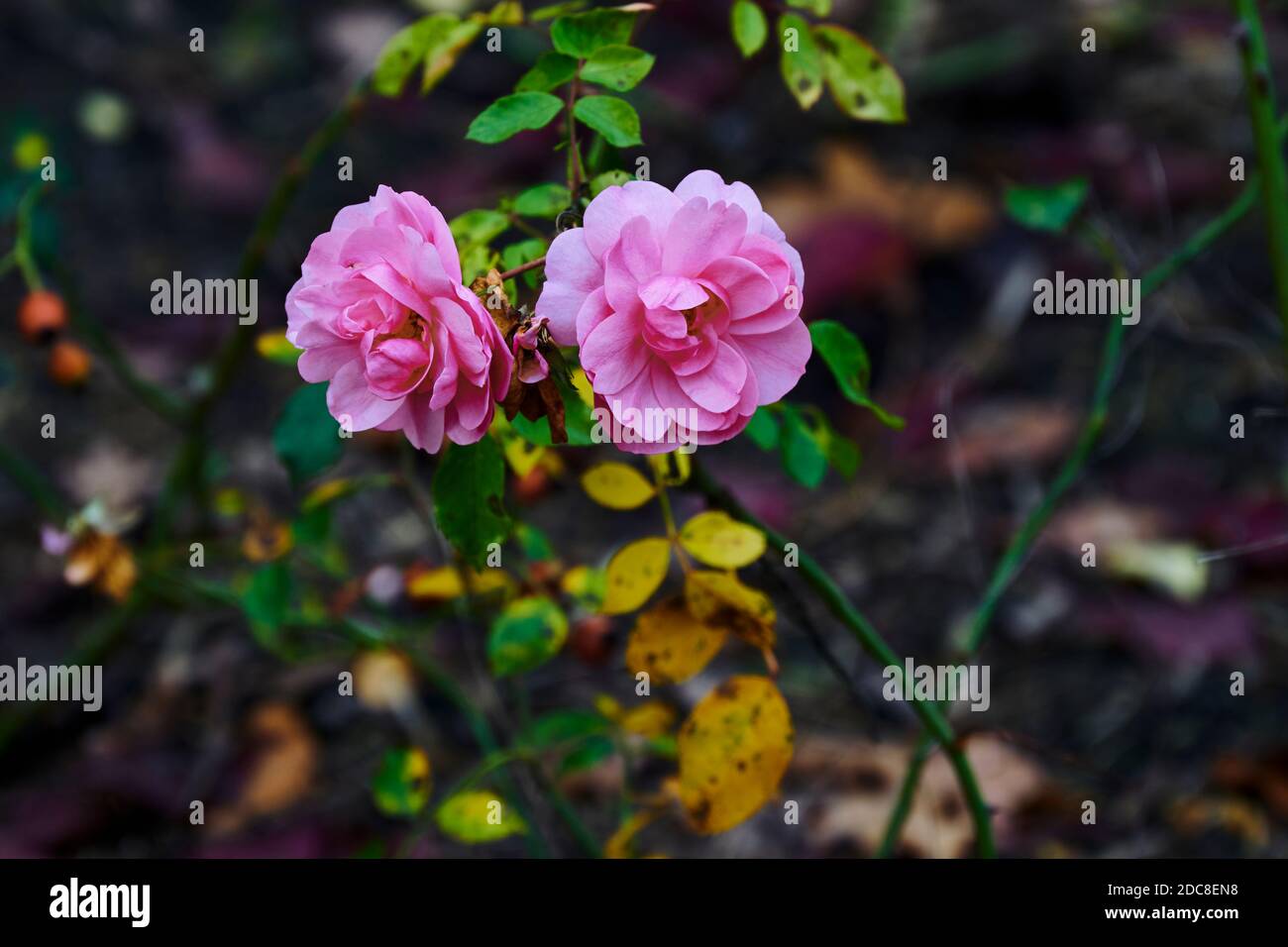 Vous voyez une scène d'automne avec des roses roses. Banque D'Images