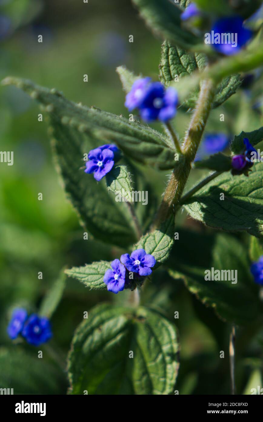 Gros plan de l'usine à fleurs bleues Banque D'Images