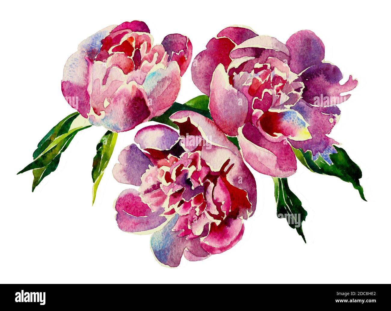 Trois pivoines roses couleur d'eau originale isolée sur fond blanc Banque D'Images