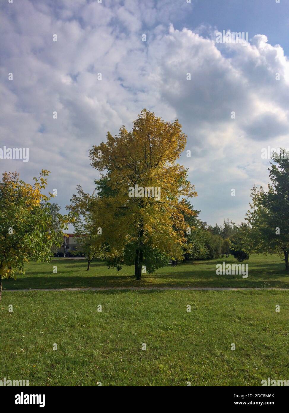 arbre solitaire, arbre solitaire dans un parc de la ville, paysage d'automne, feuilles jaunrées, début de l'automne Banque D'Images