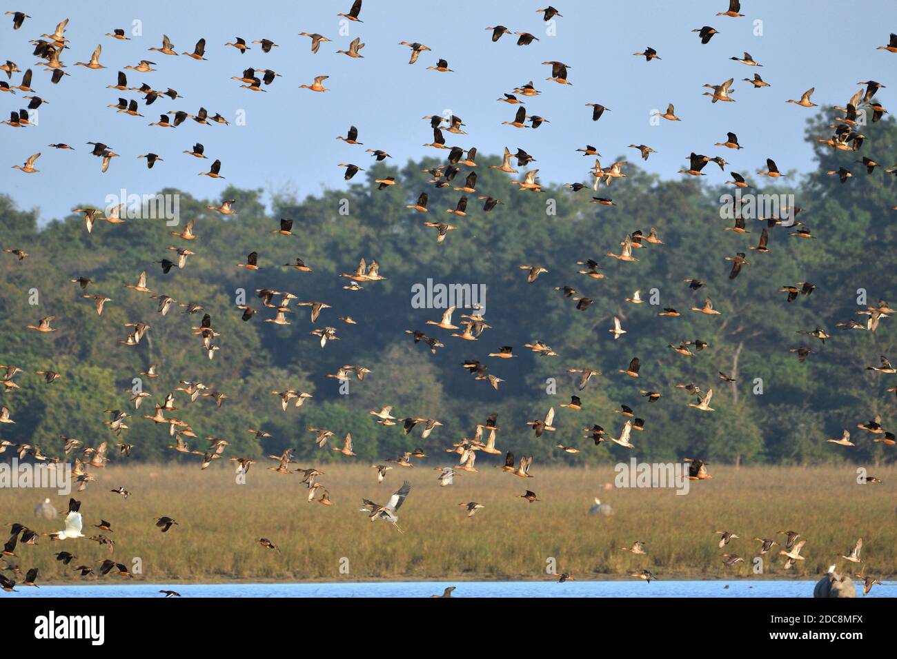 Le troupeau d'oiseaux survole les terres humides Banque D'Images