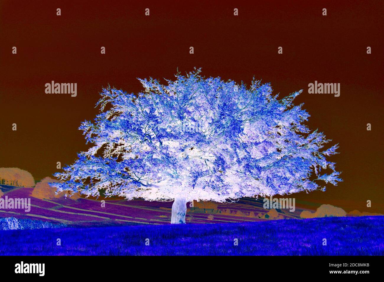 Paysage électrique - arbre solitaire avec espace de copie pour ajouter du texte. Banque D'Images