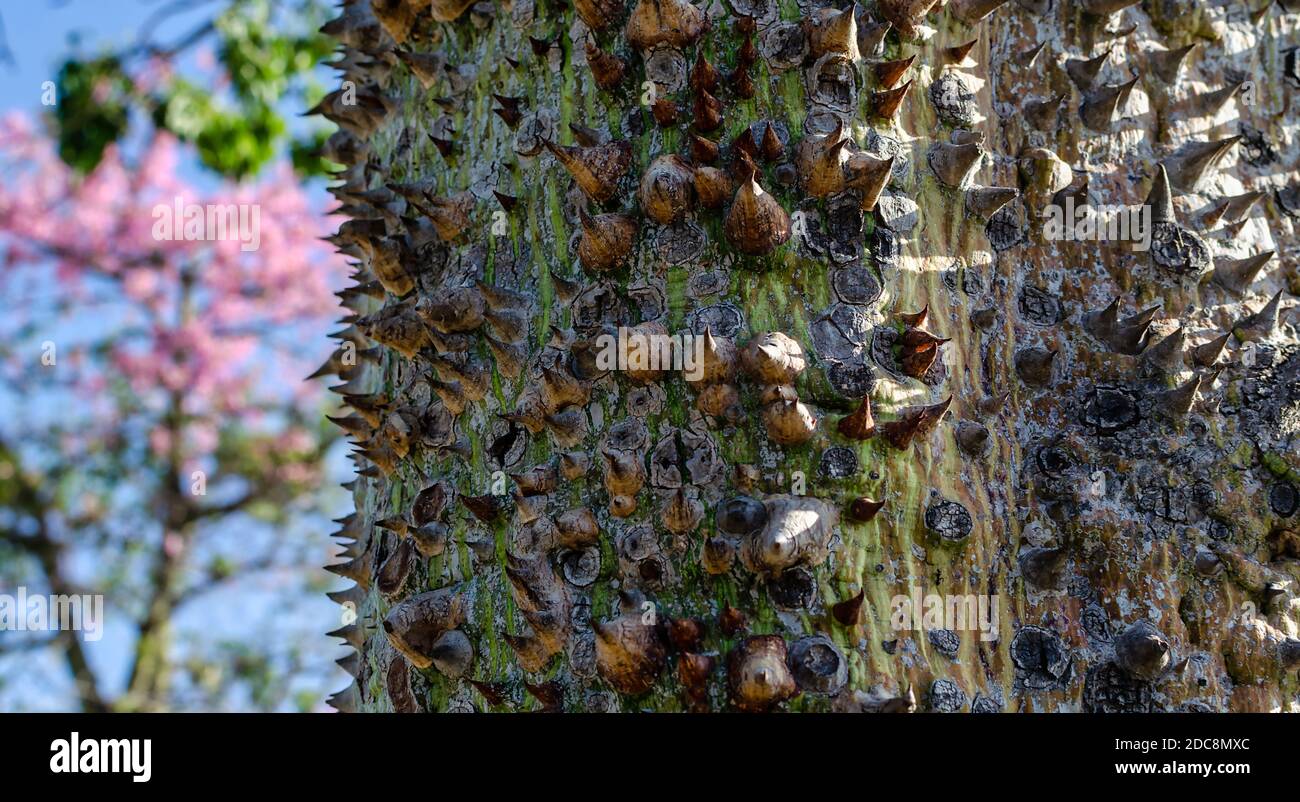 Gros plan du tronc d'un arbre Ceiba Speciosa. Mise au point sélective sur le premier plan. Fleurs roses floues en arrière-plan. Banque D'Images