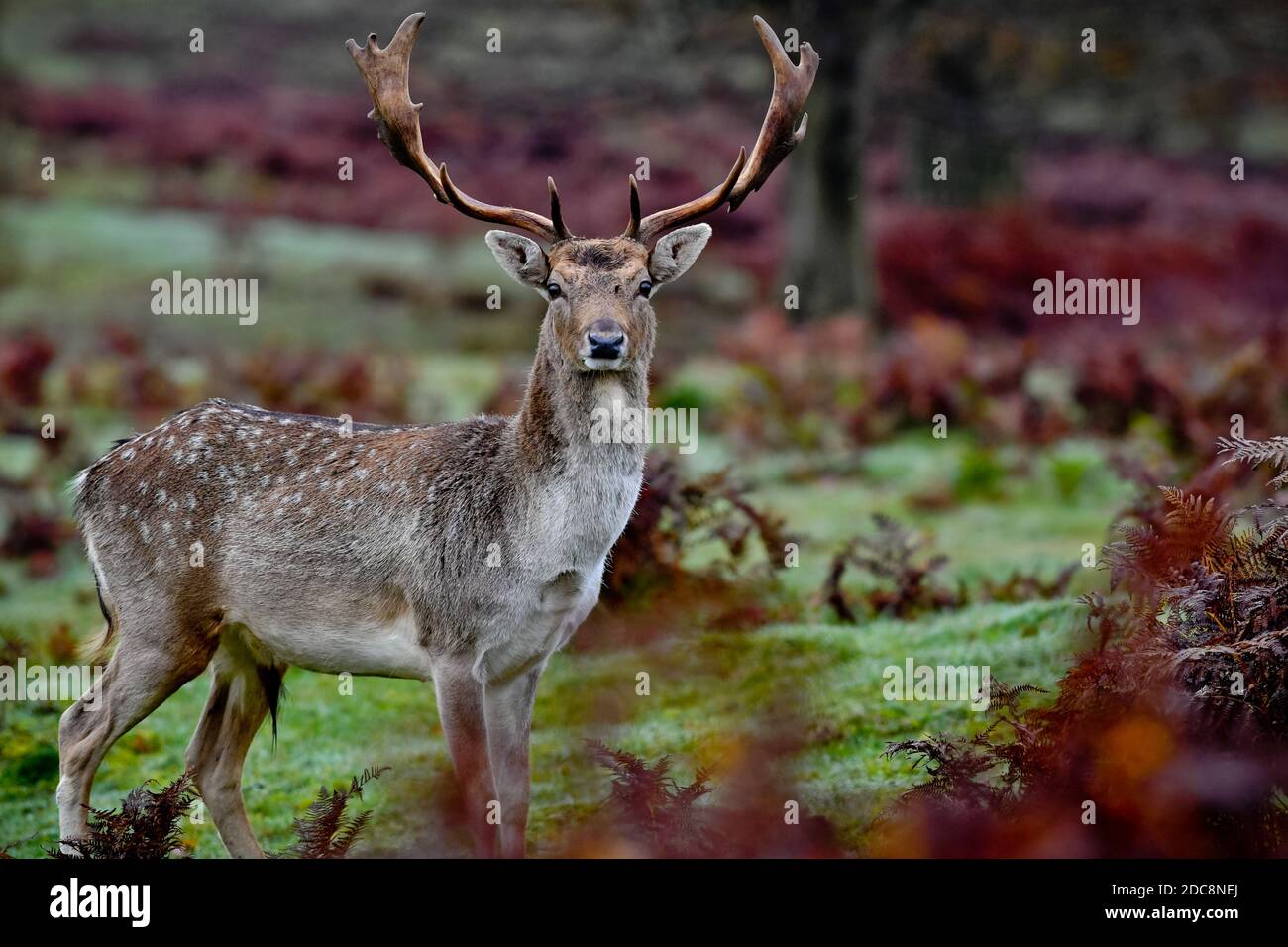 Une belle photo d'un majestueux cerf à gros cornes qui regarde la caméra dans un champ herbacé Banque D'Images
