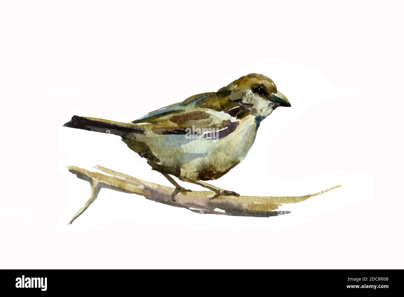 oiseau de bruant sur la branche aquarelle originale isolée sur blanc arrière-plan Banque D'Images