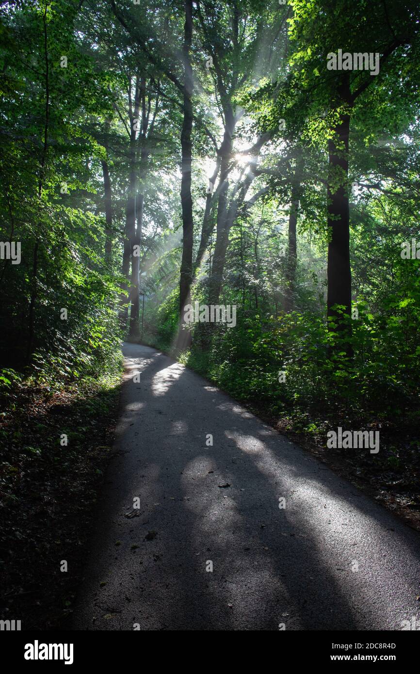 Lumière qui brille à travers le feuillage d'une forêt le matin avec un chemin menant à travers les bois, symbolisant l'espoir et un nouveau commencement Banque D'Images