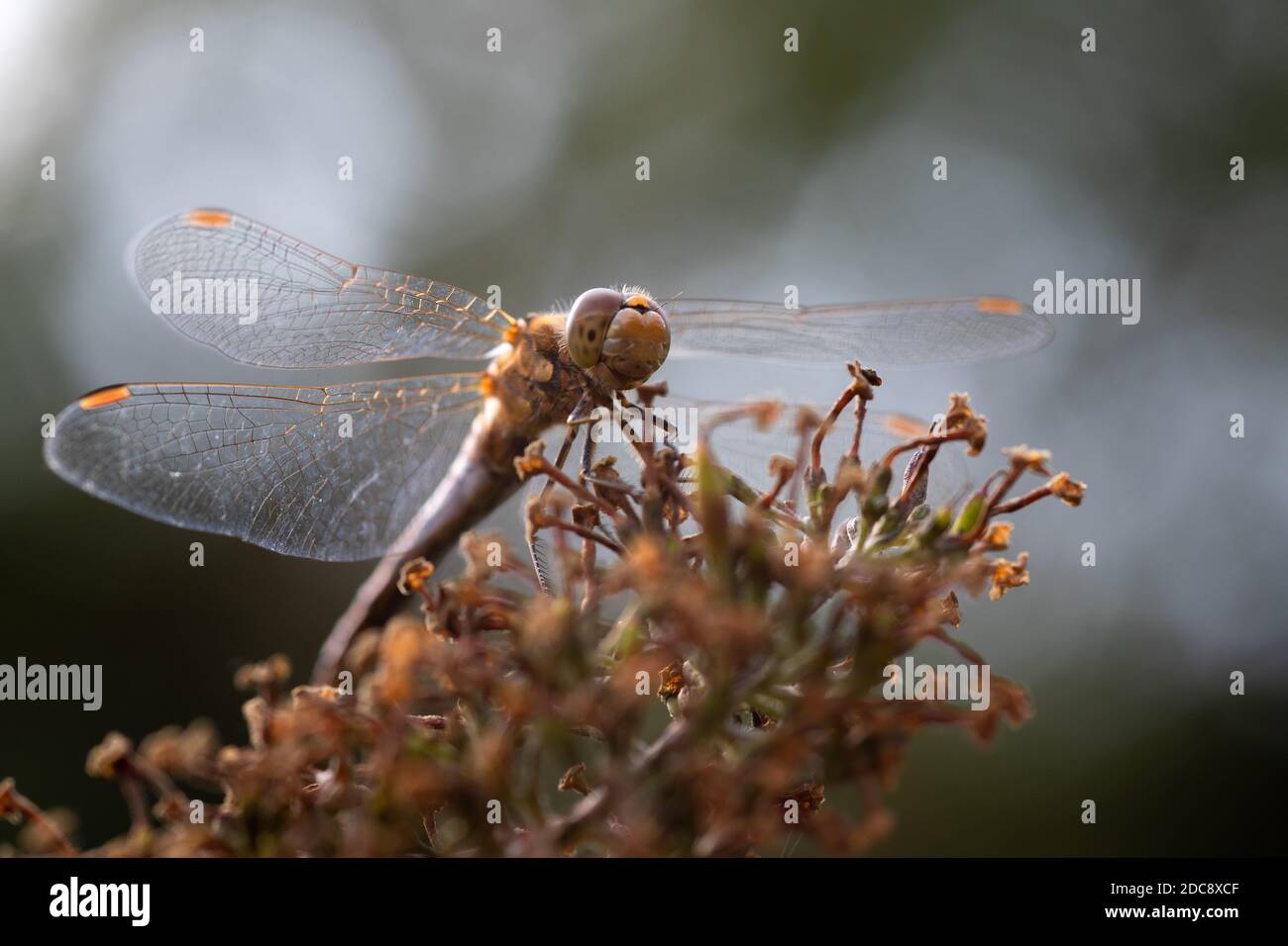 gros plan d'une libellule reposant avec des ailes étalées à l'extérieur dans le jardin avec un fond flou, magnifique bokeh Banque D'Images