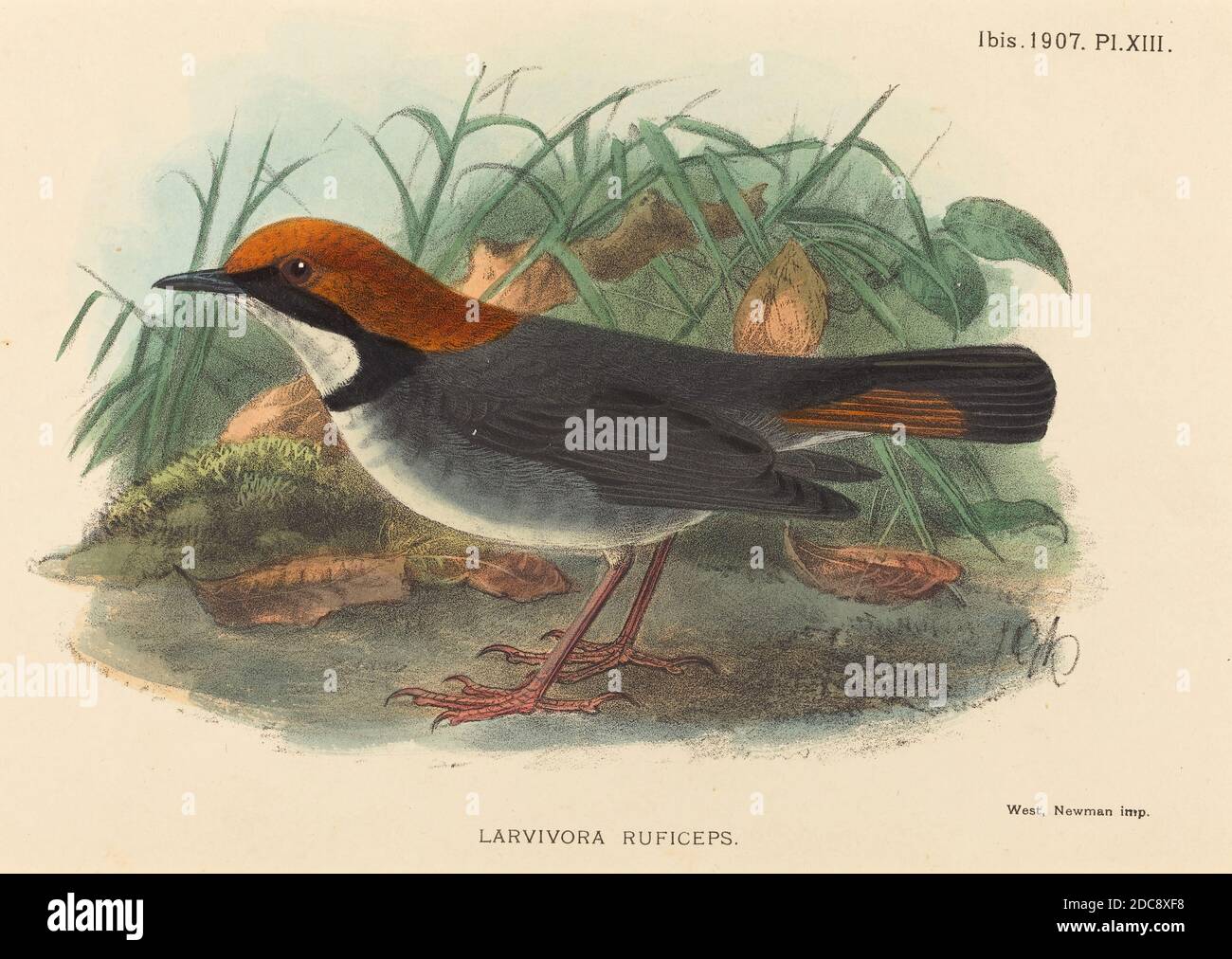 Britannique XIXe siècle, (artiste), oiseau (Larvivora Ruficeps), lithographie de couleur main Banque D'Images