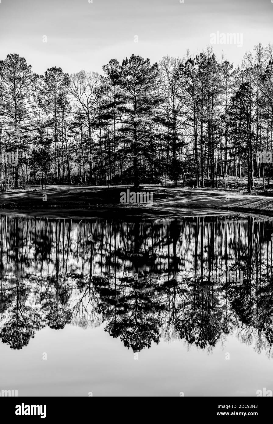 grands pins avec reflets miroir dans l'eau calme de l'étang Banque D'Images