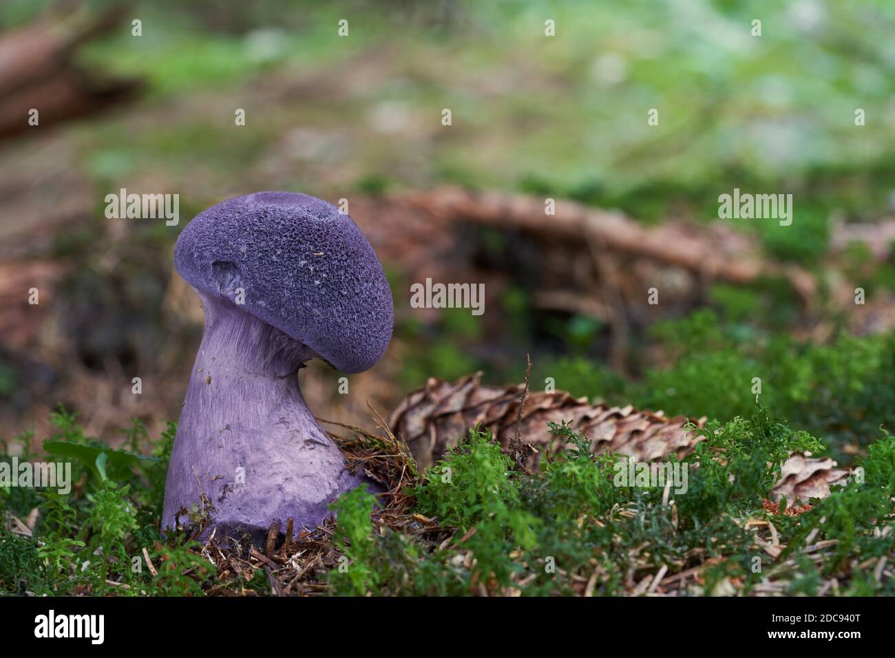 Champignon non comestible Cortinarius hercynicus dans la forêt d'épinette. Champignon violet croissant dans la mousse. Banque D'Images