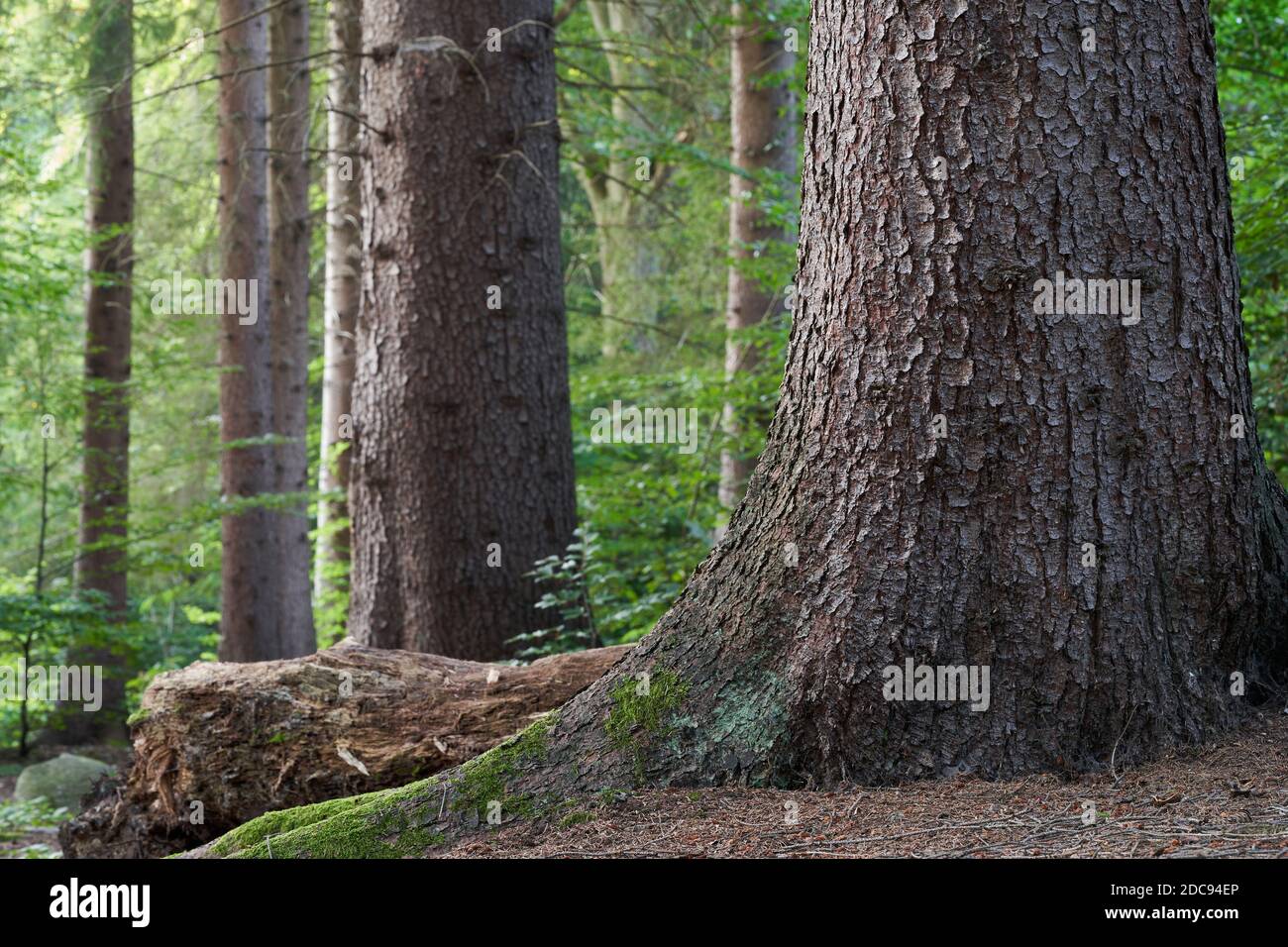 Vue sur un immense tronc d'épicéa. Forêt naturelle d'épinette pendant une journée d'été. Banque D'Images