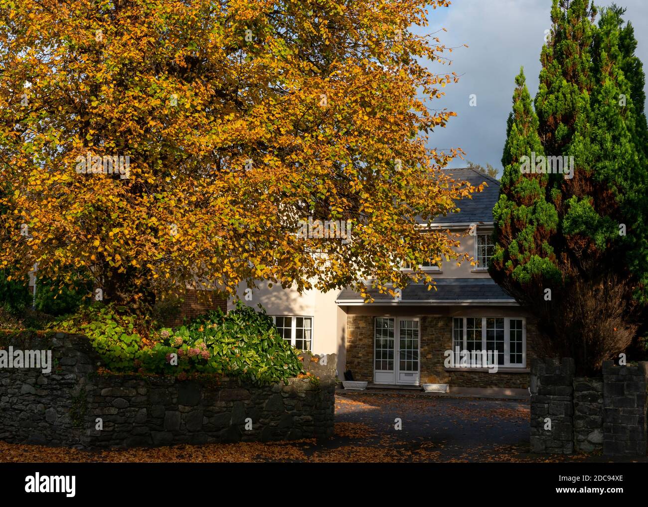 Scène colorée avec cottage irlandais et arbre de feuilles jaunes dedans Automne Banque D'Images