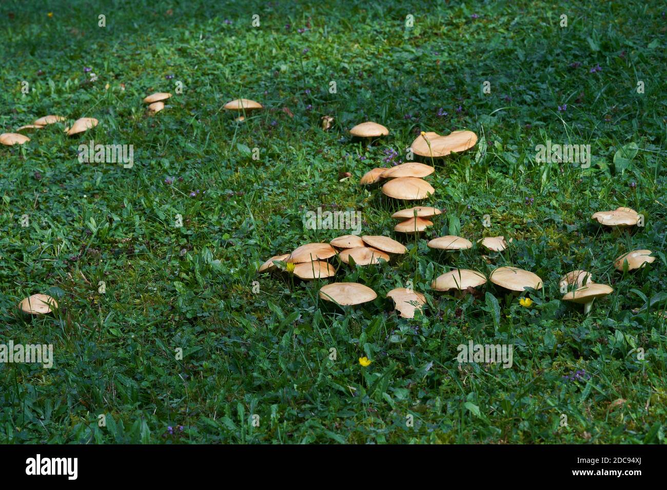Champignon comestible Suillus coldinitus sur un pré de montagne fauchée. Groupe de champignons sauvages poussant dans l'herbe. Banque D'Images