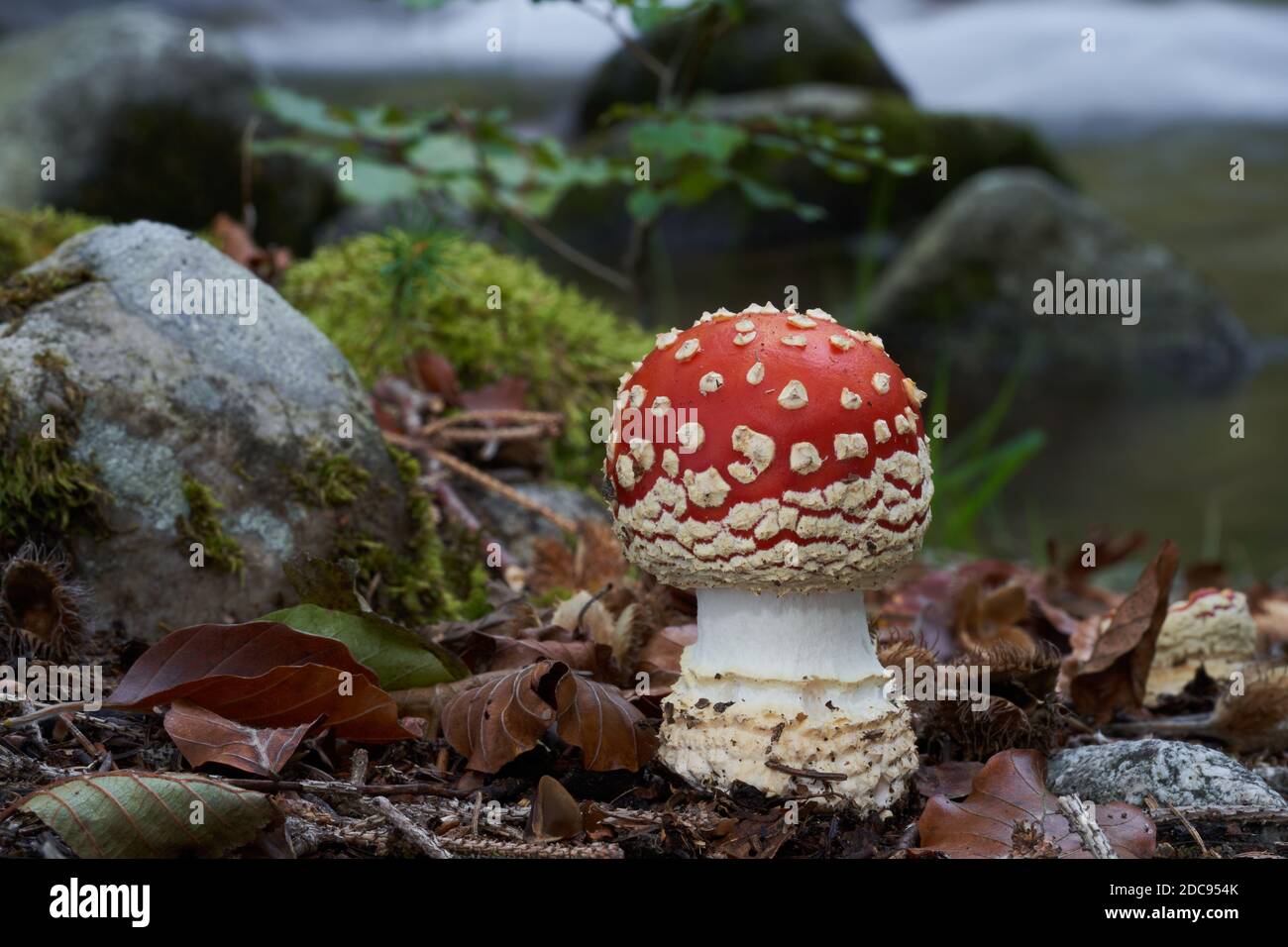 Champignon toxique Amanita muscaria dans la forêt de hêtre. Connu sous le nom d'agaric de mouche ou amanita de mouche. Champignons sauvages poussant dans les feuilles à côté du ruisseau. Banque D'Images