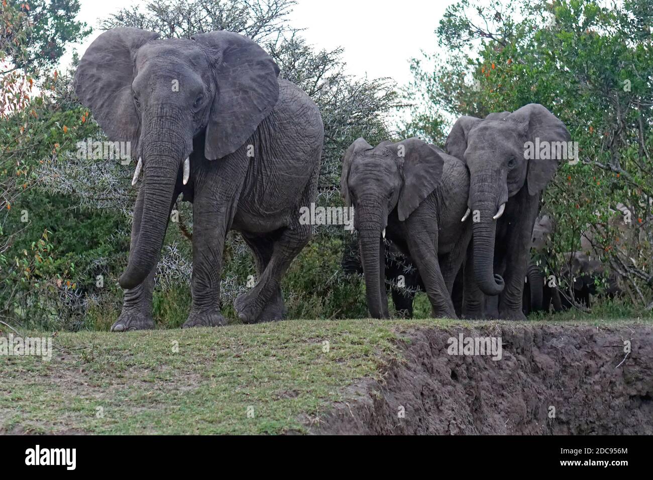 Famille de troupeau d'éléphants en Afrique Banque D'Images
