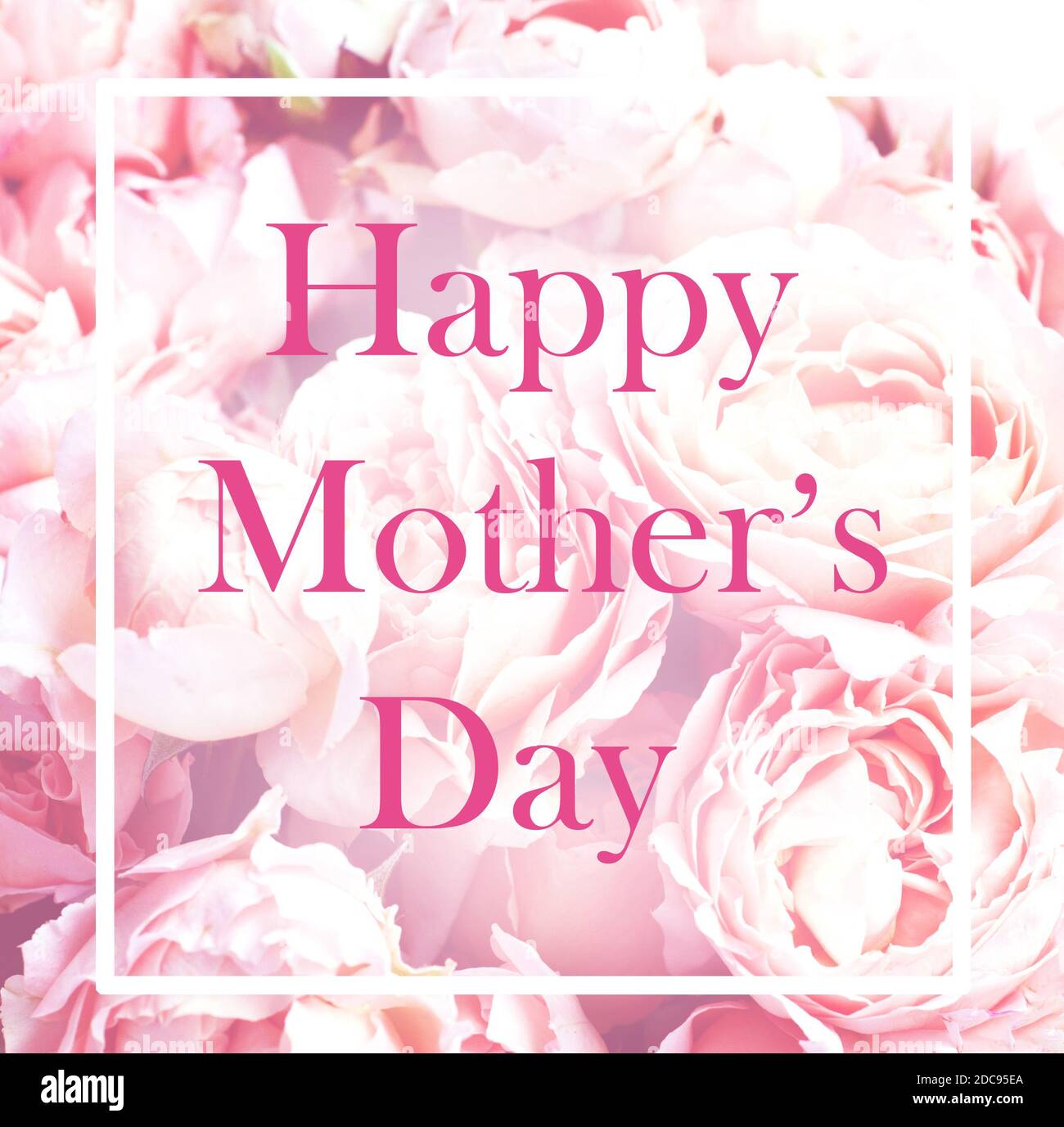 Carte délicate avec roses Juliette pour la fête des mères. Fond de fleur rose Banque D'Images
