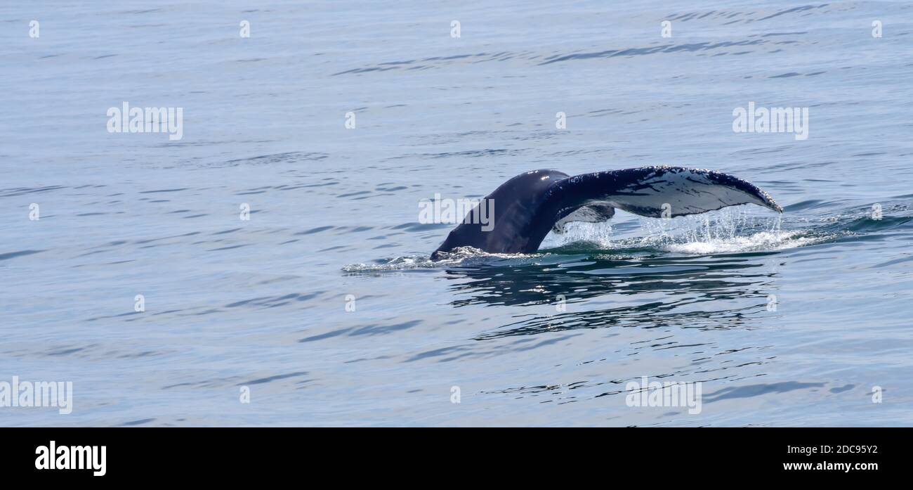 Brèche de baleine à bosse avec fluke dorsal au-dessus de l'eau et de la natation par Banque D'Images
