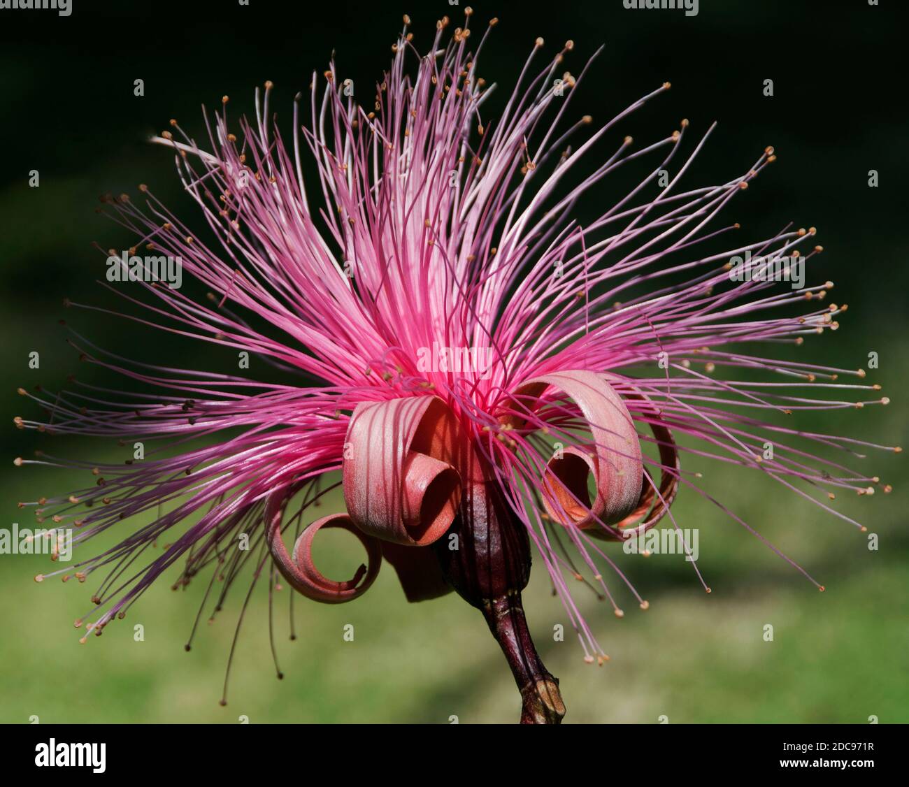 Pseudobombax ellipticum, Banque D'Images