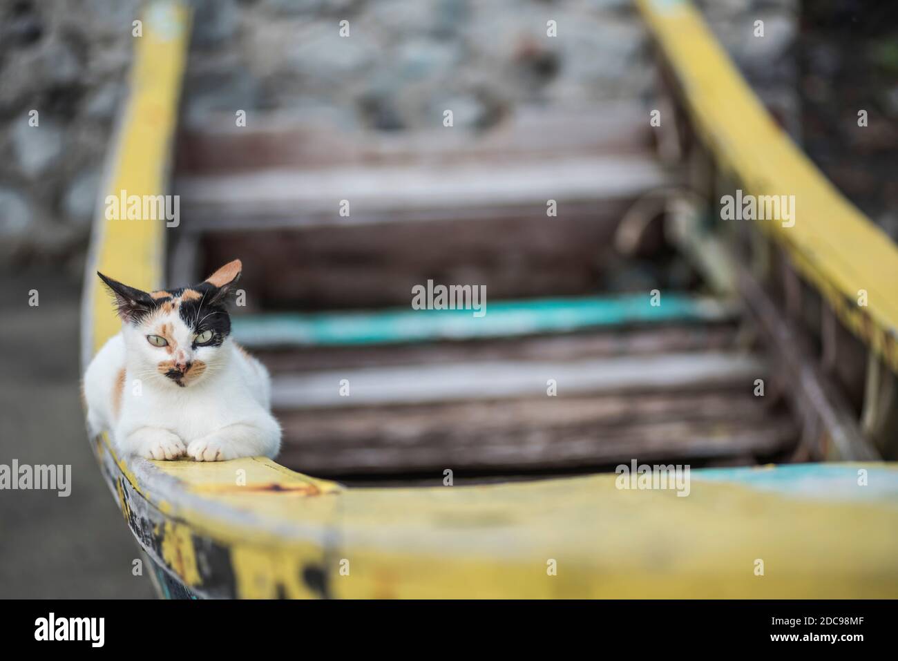 Cat, île Pulau Weh, province d'Aceh, Sumatra, Indonésie, Asie Banque D'Images