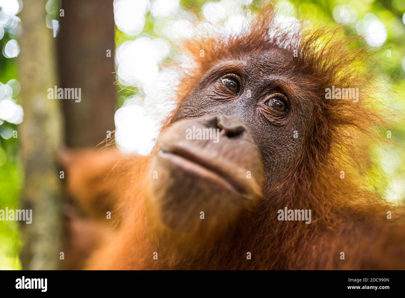 Orangutan (Pongo Abelii) dans la jungle près de Bukit Lawang, Gunung Leuser National Park, Sumatra Nord, Indonésie, Asie Banque D'Images