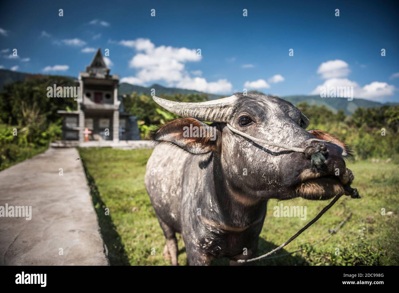 Water Buffalo, Tuk Tuk, Lake Toba (Danau Toba), North Sumatra, Indonésie, Asie Banque D'Images