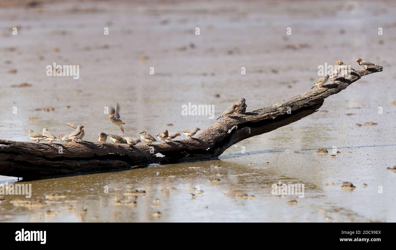 Troupeau de zébrures perchées sur une bûche au trou d'eau Banque D'Images