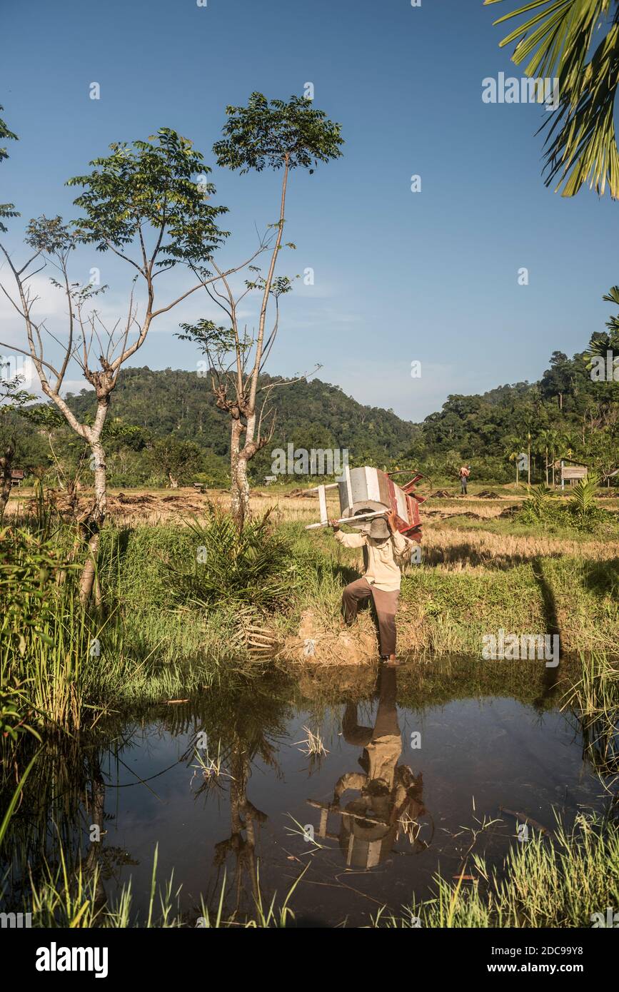 Homme travaillant dans des rizières (rizières) à Sungai Pinang, un village rural traditionnel indonésien près de Padang à Sumatra Ouest, Indonésie, Asie Banque D'Images