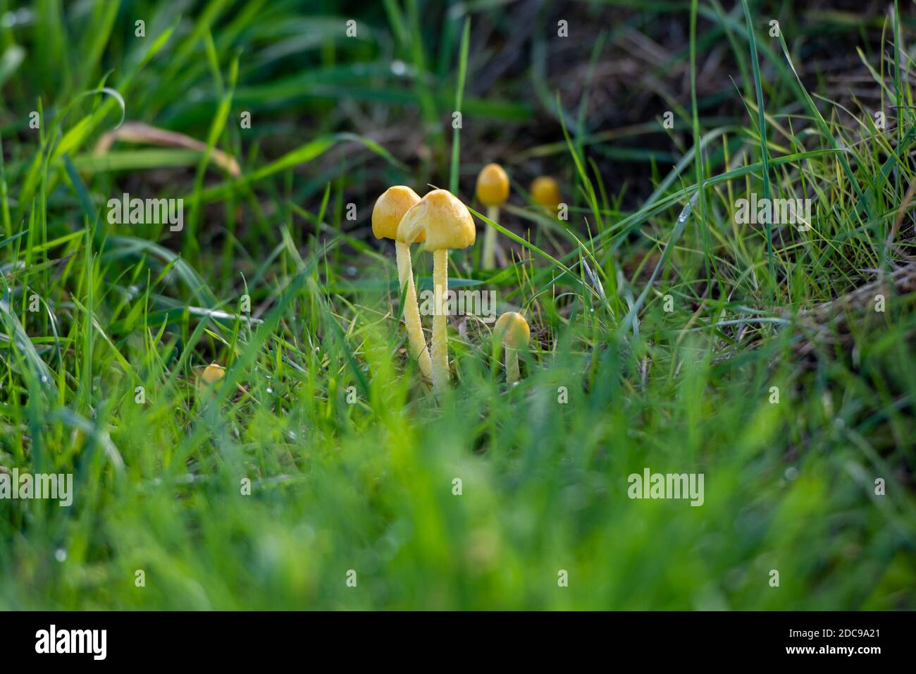 Hygrocybe chlorophhana, Golden Waxcap Banque D'Images